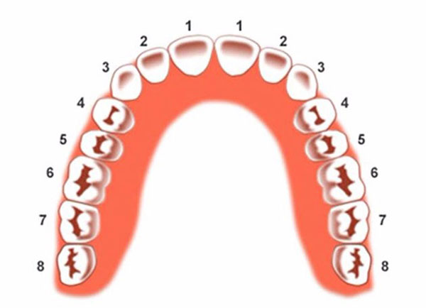 Phần mềm và kỹ thuật hiện đại được sử dụng để điều trị các vấn đề về răng số 4 hàm trên.

