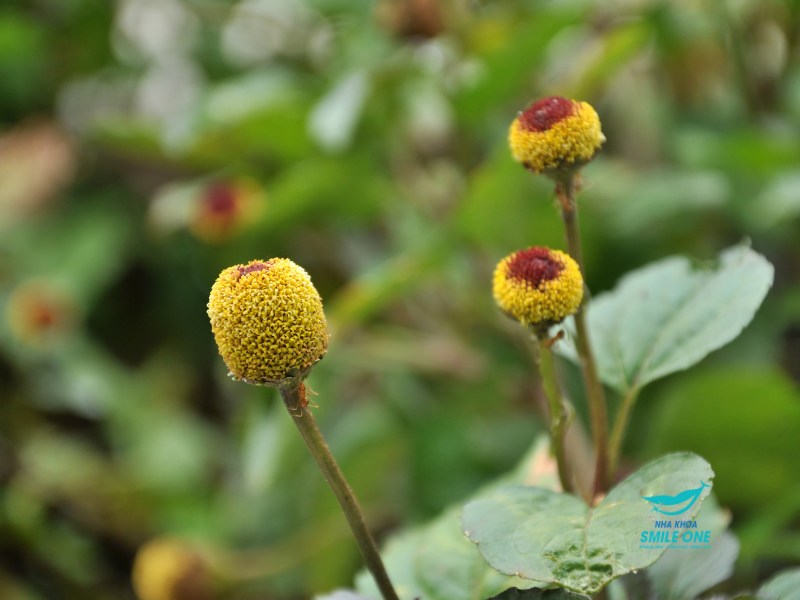 Cây cúc áo hoa vàng